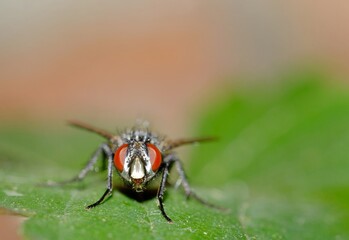 fly on leaf