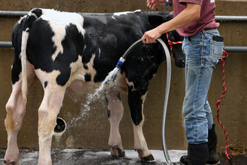 Cow washing in preparation of the county fair. - obrazy, fototapety, plakaty