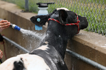 Cow washing in preparation of the county fair.