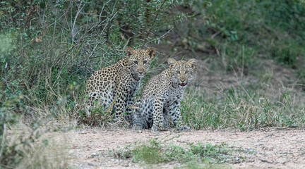 Leopard cubs