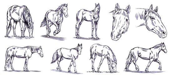 Fototapeta Vintage engrave isolated horse set illustration ink sketch. Wild mustang background nag art obraz