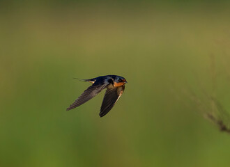 Barn Swallow in flight with wings down