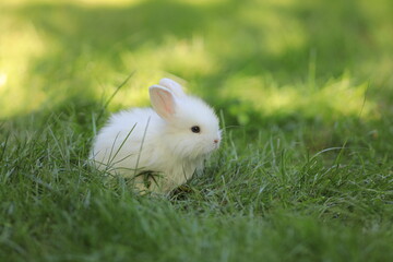 little white rabbit in a green field