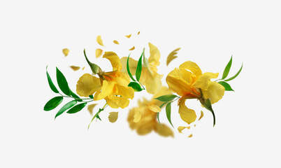 Floral composition with yellow flying irises flowers and petals at white background.  Creative floral levitation concept. Front view.
