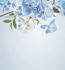 Blue orchids flowers border at pastel colored background. Floral backdrop. Front view with copy...