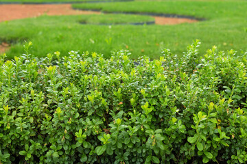 hedge in the park in summer, euonymus bushes as a green border on the lawn