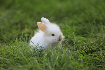 little white rabbit in a green field