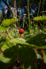 ladybird on a leaf