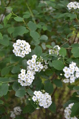 Sweet alyssum white flowers - Latin name - Lobularia maritima (Alyssum maritimum)
