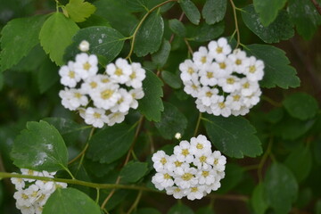 Sweet alyssum white flowers - Latin name - Lobularia maritima (Alyssum maritimum)