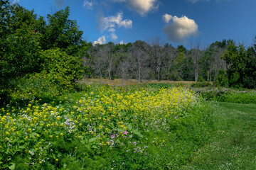 Wildflower fields in Wisconsin during Summer with blue cloudy sky