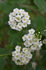 Sweet alyssum white flowers - Latin name - Lobularia maritima (Alyssum maritimum)