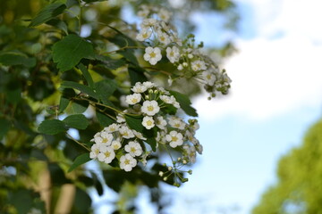 Sweet alyssum white flowers - Latin name - Lobularia maritima (Alyssum maritimum)