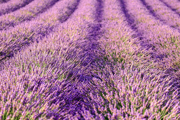 Fototapeta na wymiar Fresh violet fragrant flowers grow in long rows in lavender field. Beautiful landscape in countryside on sunny summer day close view