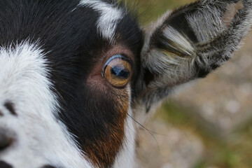Linkes Auge einer Ziege, Capra aegagrus