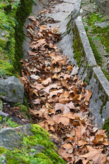 Vertrocknete Blätter der Platane in einer Abflussrinne, platanus hispanica, platanus acerifolia