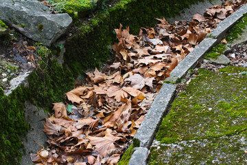 Vertrocknete Blätter der Platane in einer Abflussrinne, platanus hispanica, platanus acerifolia