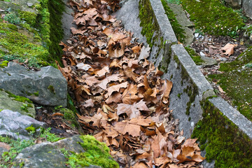 Vertrocknete Blätter der Platane in einer Abflussrinne, platanus hispanica, platanus acerifolia