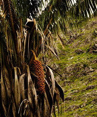 animal in the forest