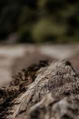 tree trunk 