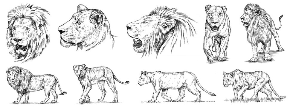 Lion Sketch Images – Browse 36,829 Stock Photos, Vectors, and Video | Adobe  Stock