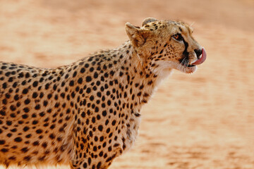 Leopard licks his nose. The Kalahari Desert. Namibia.