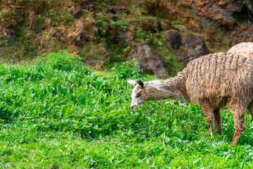 Llama in Cabarceno Nature Park, Cantabria, Spain.