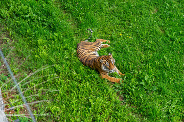 Tiger in Cabarceno Nature Park, Cantabria, Spain.