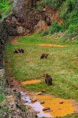 Brown Bear in Cabarceno Nature Park, Cantabria, Spain.