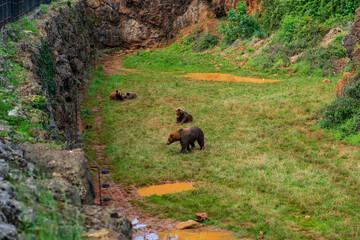 Brown Bear in Cabarceno Nature Park, Cantabria, Spain.