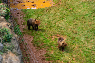 Brown Bear in Cabarceno Nature Park, Cantabria, Spain.