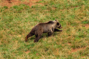 Brown Bear in Cabarceno Nature Park, Cantabria, Spain.