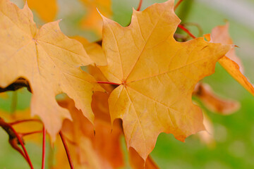 Autumn maple leaf on a tree. A branch of a Canadian maple in late autumn in a natural environment.