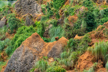 Brown Bear in Cabarceno Nature Park, Cantabria, Spain.
