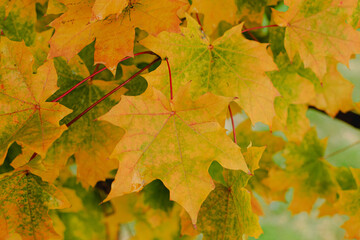 Naklejka na ściany i meble Autumn maple leaf on a tree. A branch of a Canadian maple in late autumn in a natural environment.
