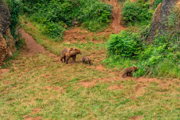 Brown Bear in Cabarceno Nature Park, Cantabria, Spain.