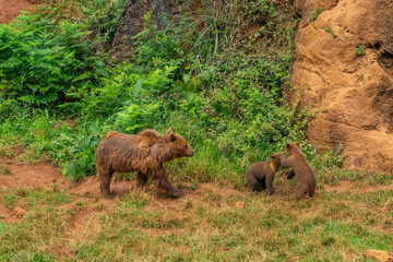 Brown Bear in Cabarceno Nature Park, Cantabria, Spain.