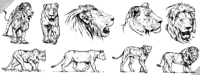 Vintage engrave isolated lion set illustration ink sketch. Wild cat background leo vector art collection - obrazy, fototapety, plakaty
