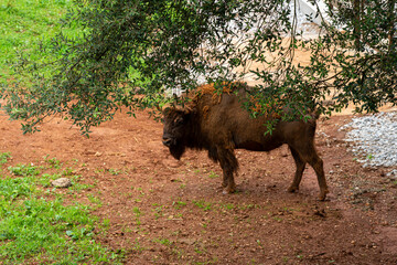 Bison in Cabarceno Nature Park, Cantabria, Spain.