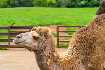 Obraz premium Dromedary in Cabarceno Nature Park, Cantabria, Spain.