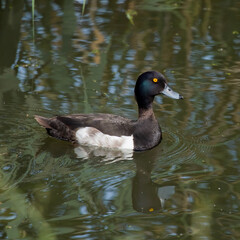 duck on the water