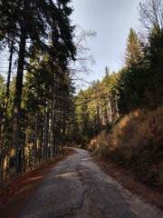 Obraz premium Autumn colorful leaves on the ground and on the trees. Slovakia