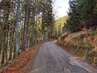 Autumn colorful leaves on the ground and on the trees. Slovakia