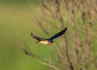 Barn Swallow in flight with wings up