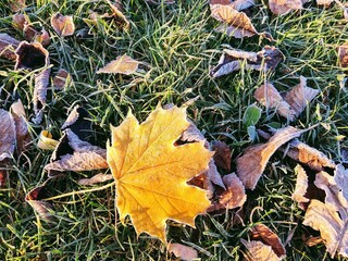 Autumn colorful leaves on the ground and on the trees. Slovakia