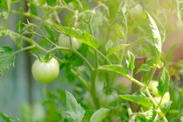 green unripe tomatoes in the garden in the greenhouse ripen and growth on the tomato bush in the farm 	