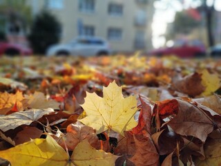 Autumn colorful leaves on the ground and on the trees. Slovakia
