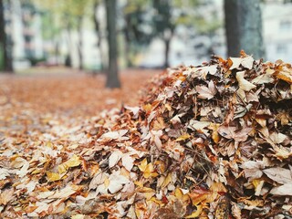 Autumn colorful leaves on the ground and on the trees. Slovakia