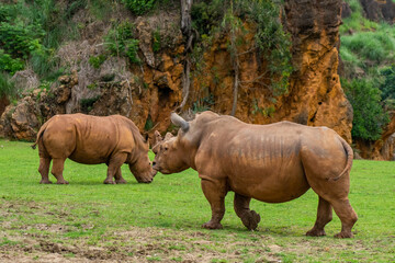 Fototapeta premium Rhinoceros in Cabarceno Nature Park, Cantabria, Spain.