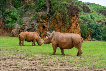 Rhinoceros in Cabarceno Nature Park, Cantabria, Spain.